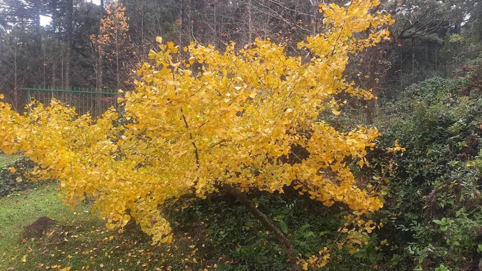 Casarao Da Cascata Villa Грамаду Екстериор снимка